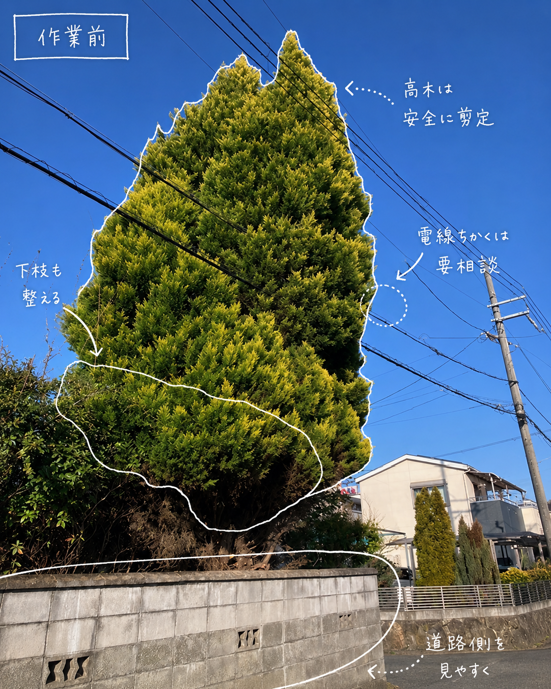 高木剪定前の庭木